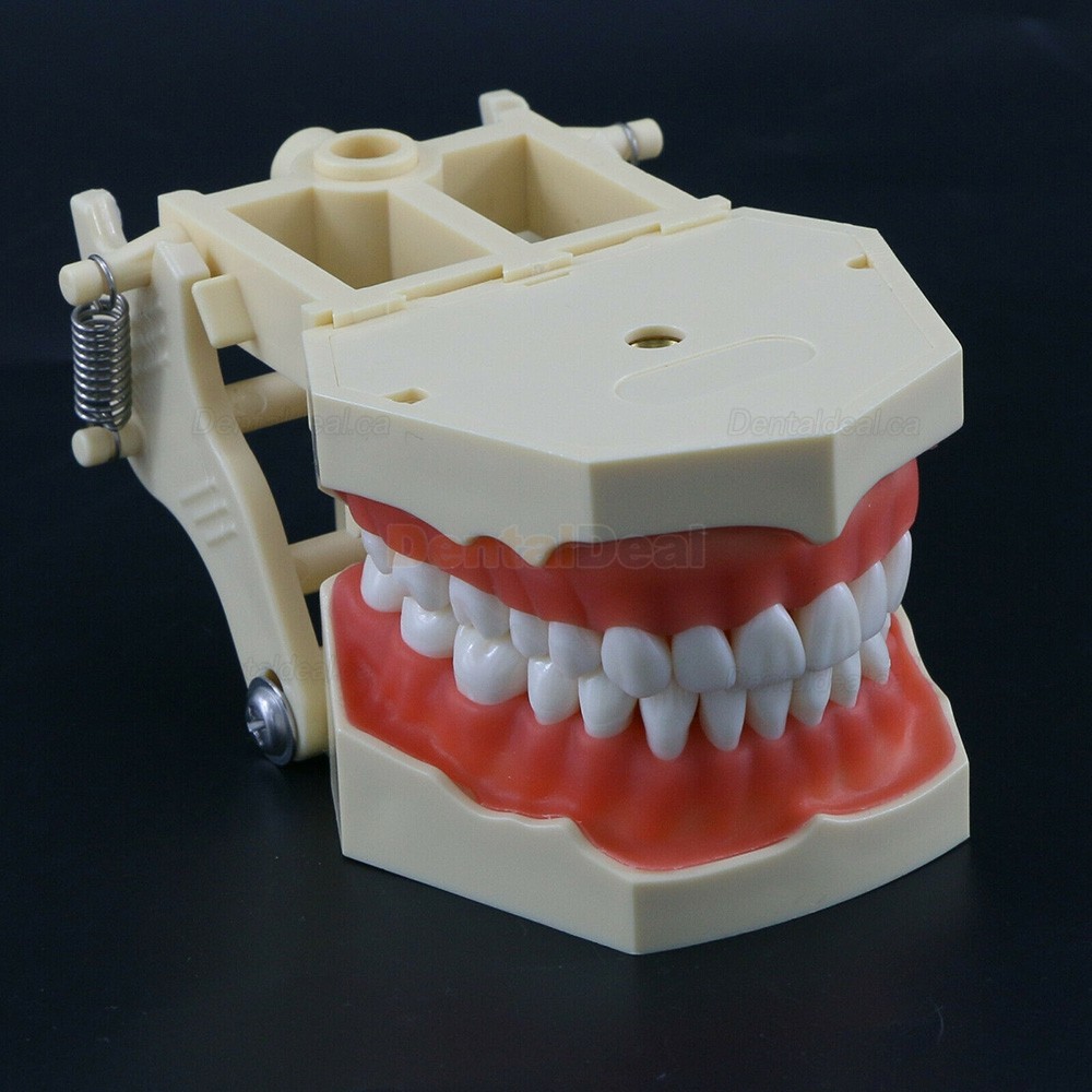 Dental Typodont Model M8014 32Pcs Teeth Fit Frasaco AG3